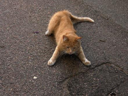Katt